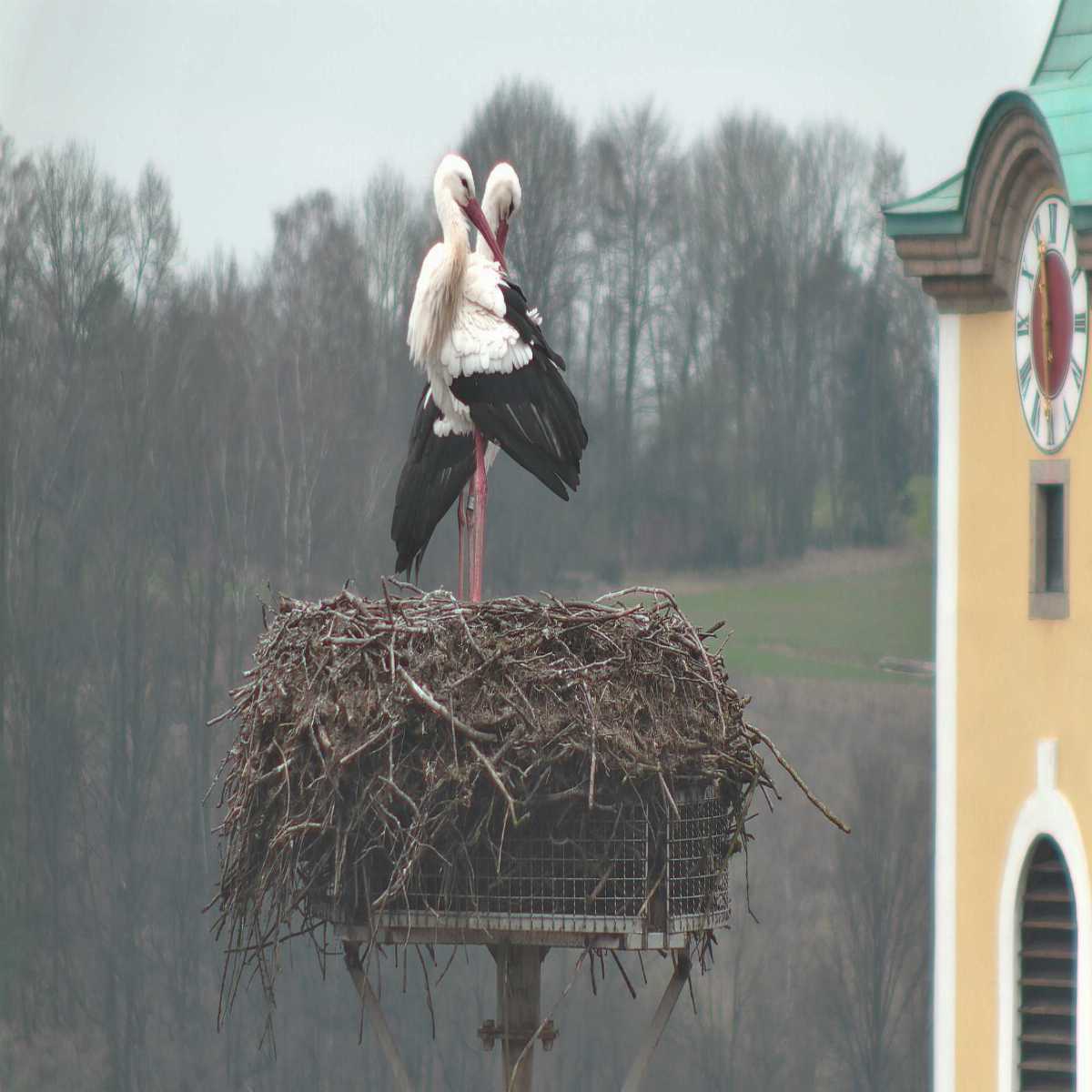 Baierbrunn webcam